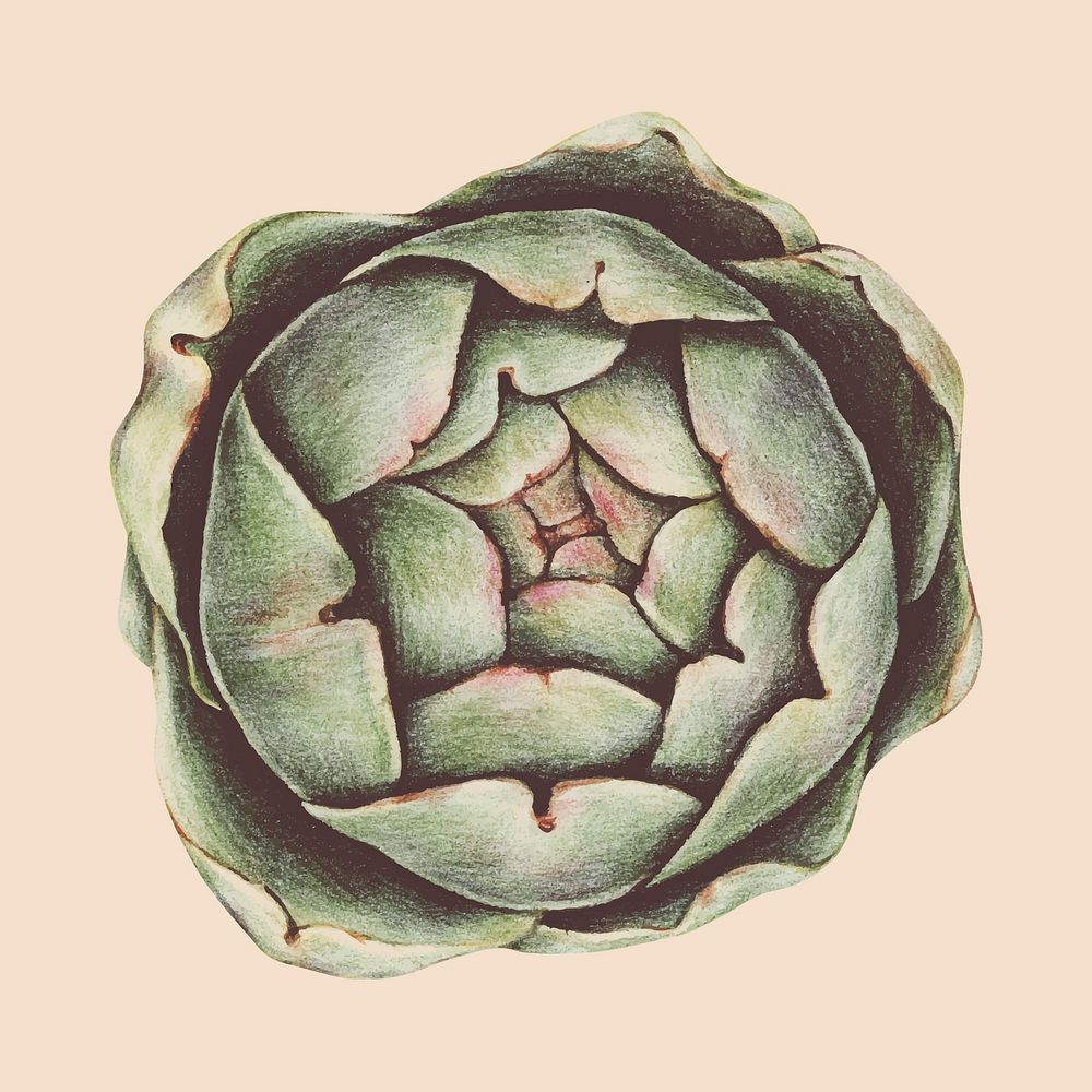 Illustration of vegetable watercolor style