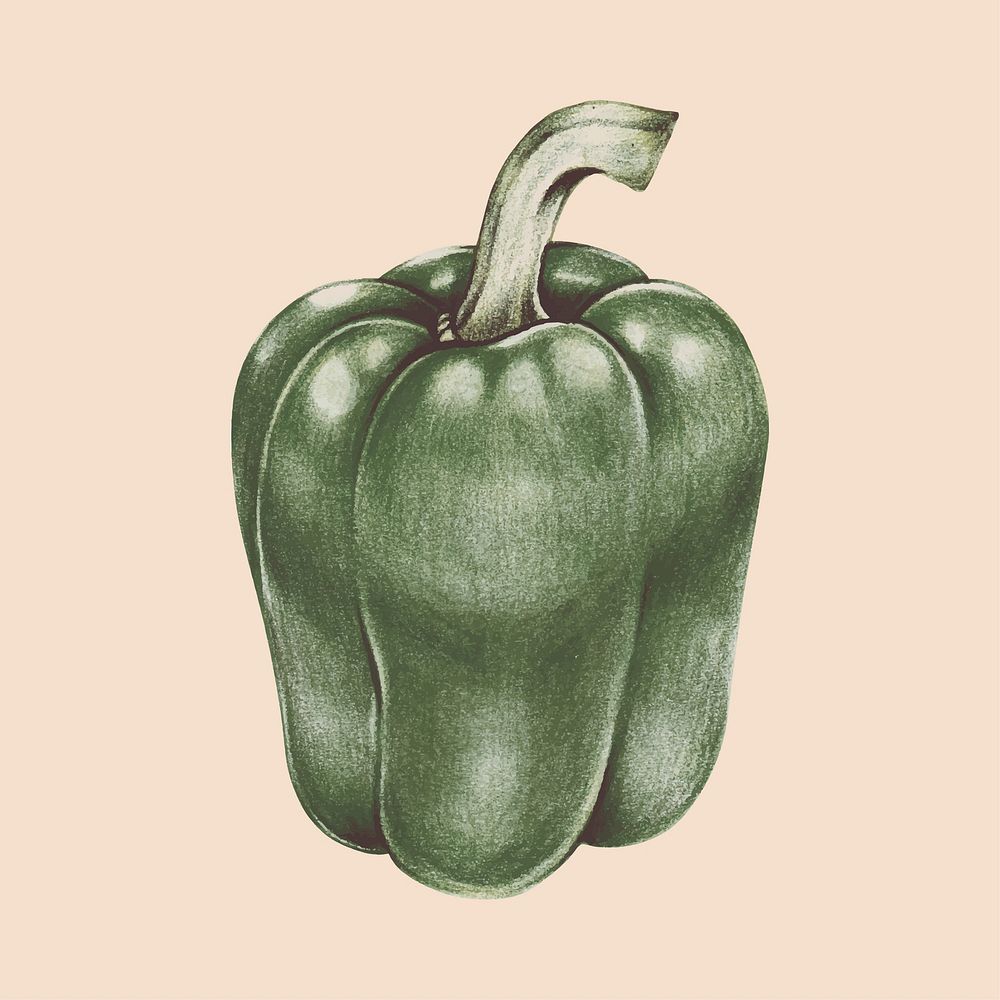 Illustration of vegetable watercolor style