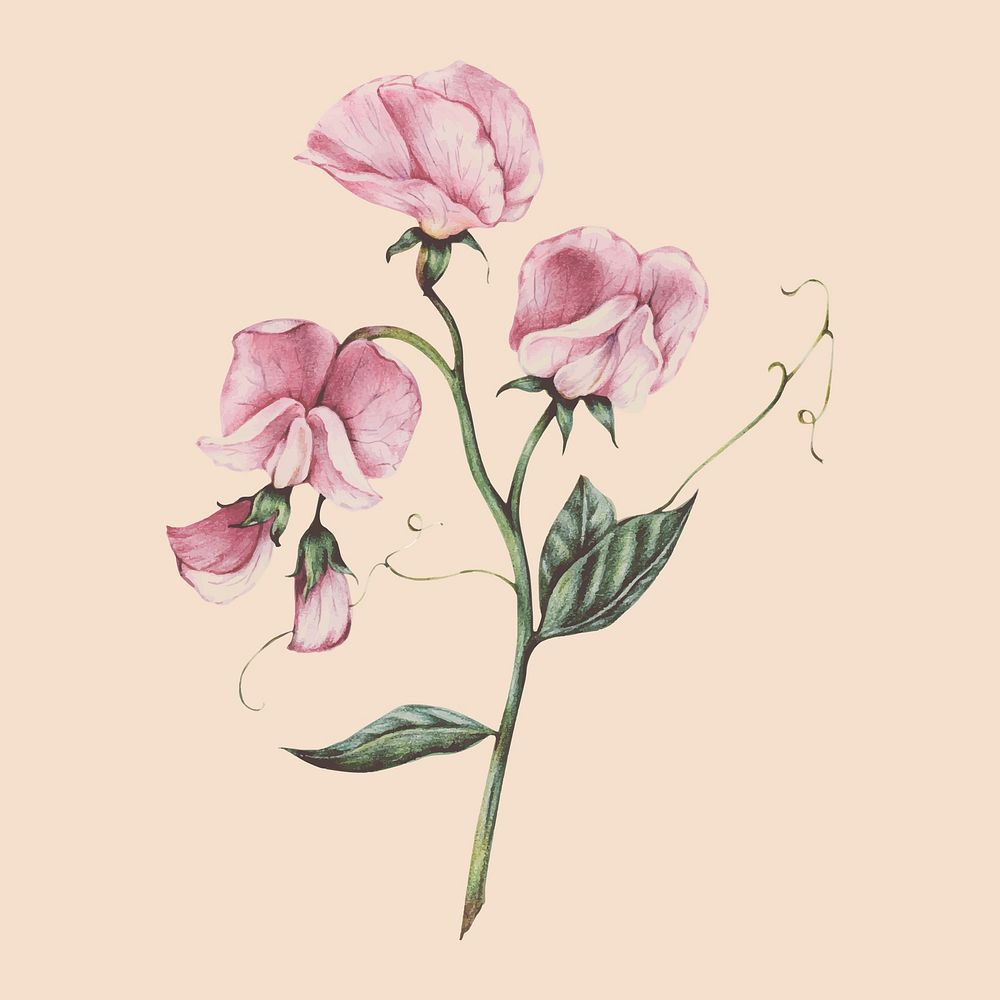 Illustration of flower watercolor style