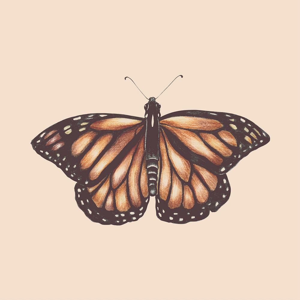 Illustration of butterfly watercolor style