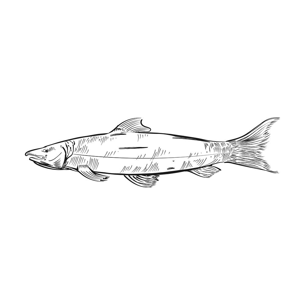 Vintage illustration of a fish