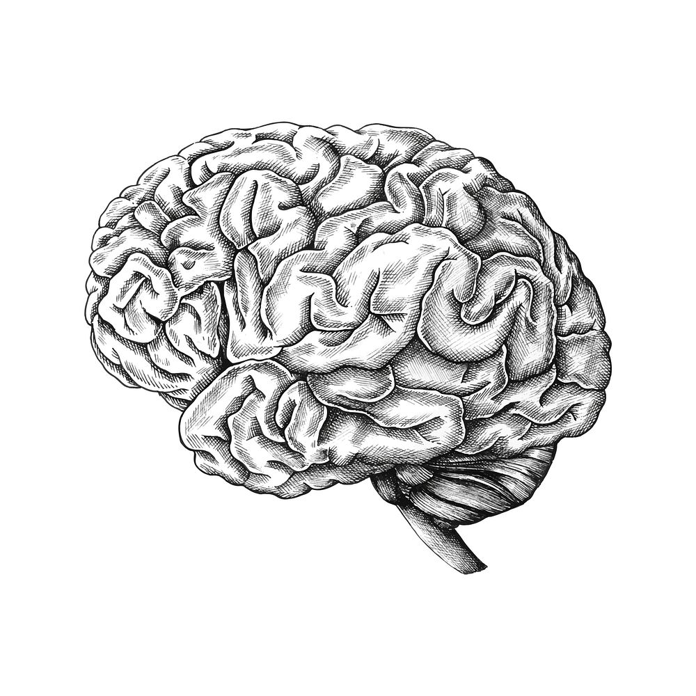Hand drawn human brain Premium Vector Illustration rawpixel