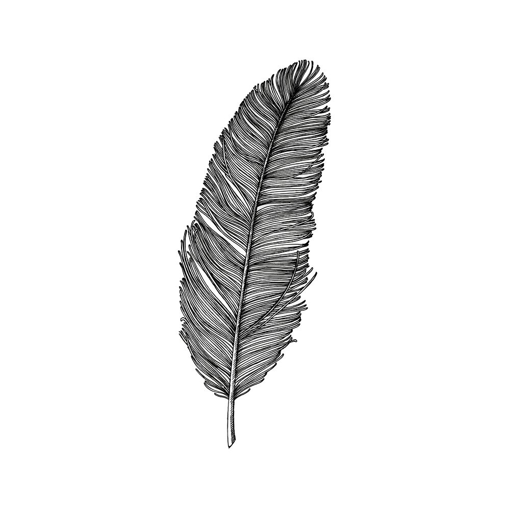 Hand drawn feather isolated on white background