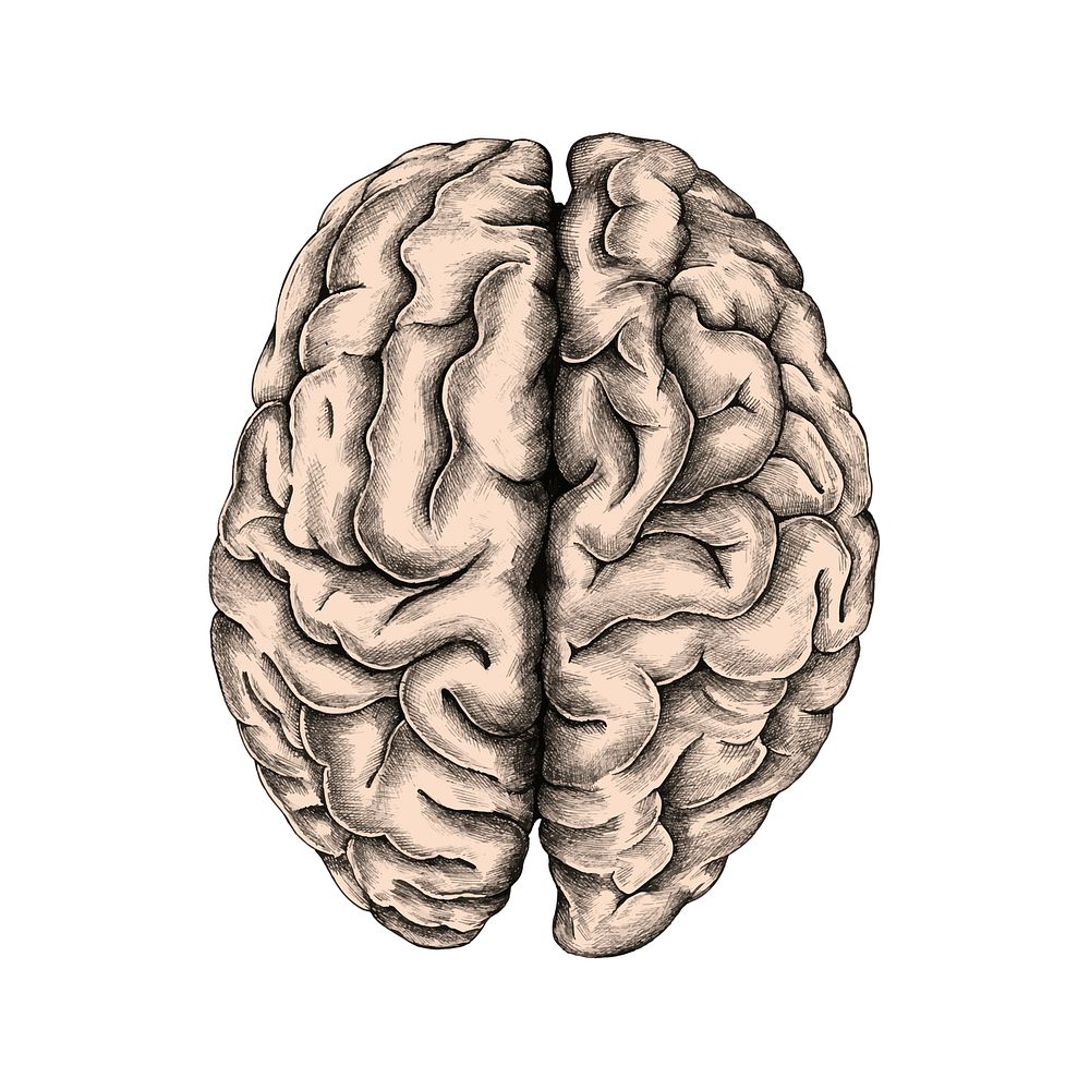 Hand drawn human brain
