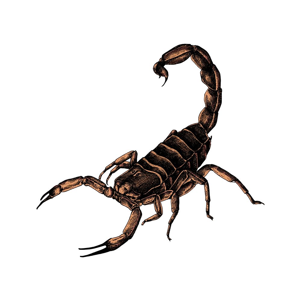 Hand drawn scorpion isolated on white background