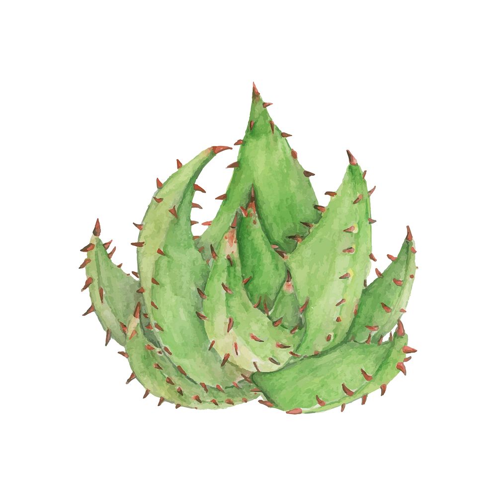 Hand drawn Aloe aculeata plant