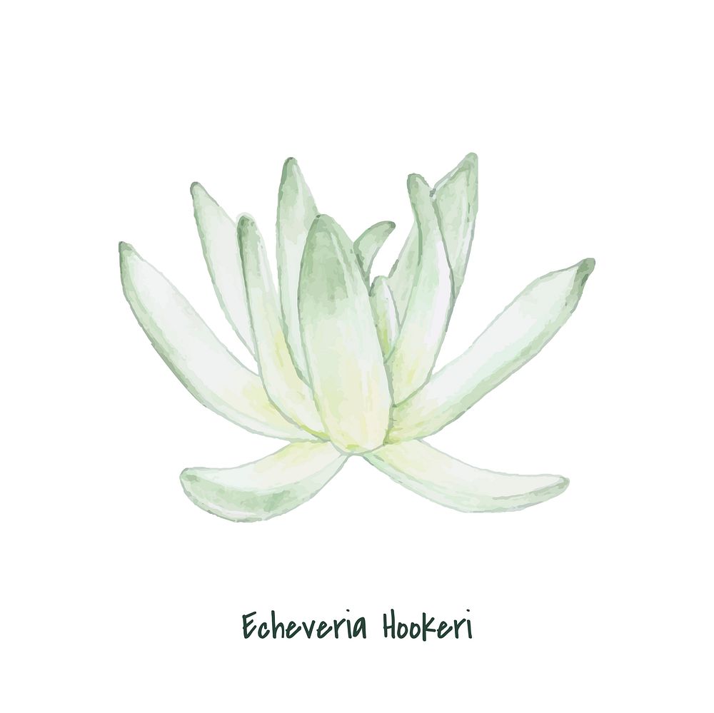 Hand drawn Echeveria hookeri succulent