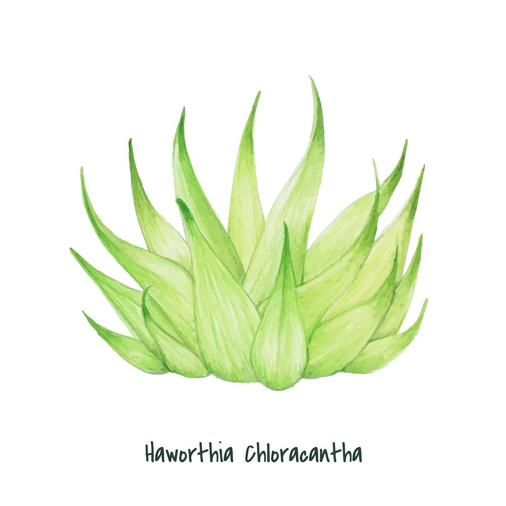 Hand drawn haworthia chloracantha succulent