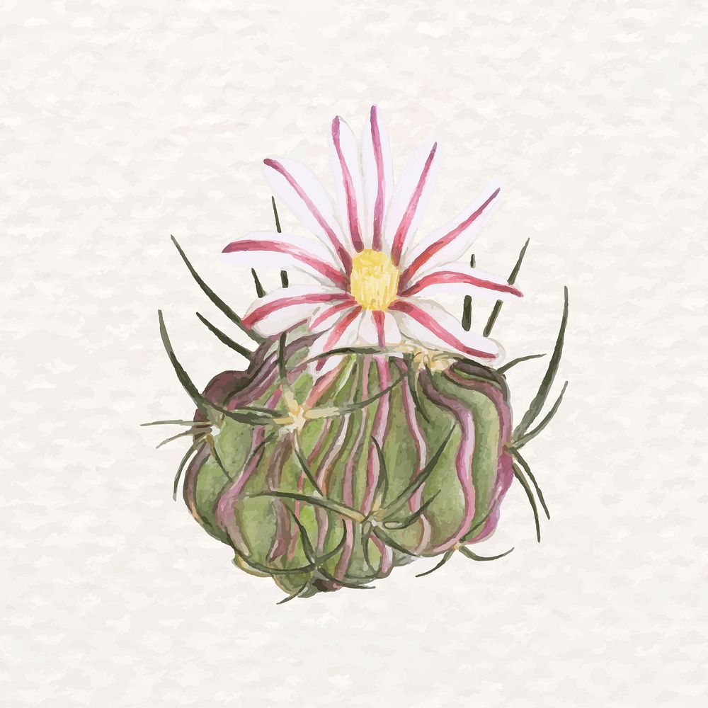 Desert cactus flower psd watercolor Echinocactus anfractuosus 