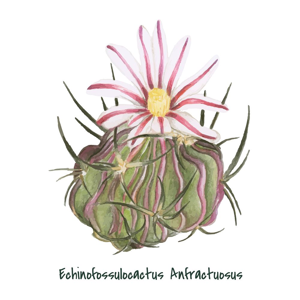 Hand drawn echinocactus anfractuosus cactus
