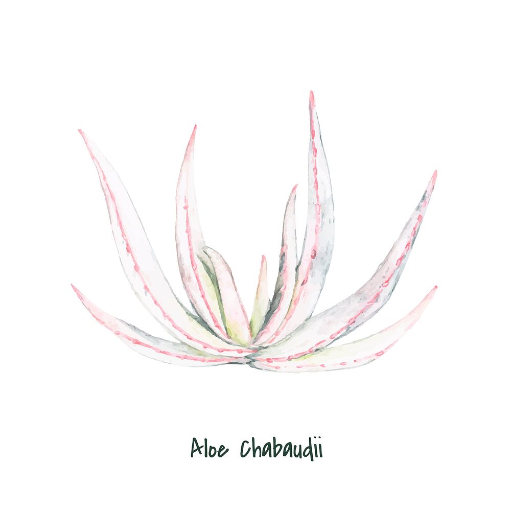 Hand drawn aloe chabaudii plant