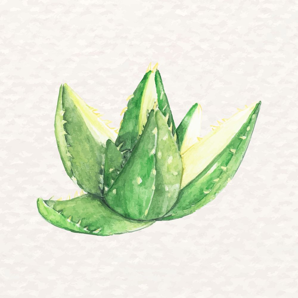 Desert succulent psd watercolor Aloe mitriformis variegata
