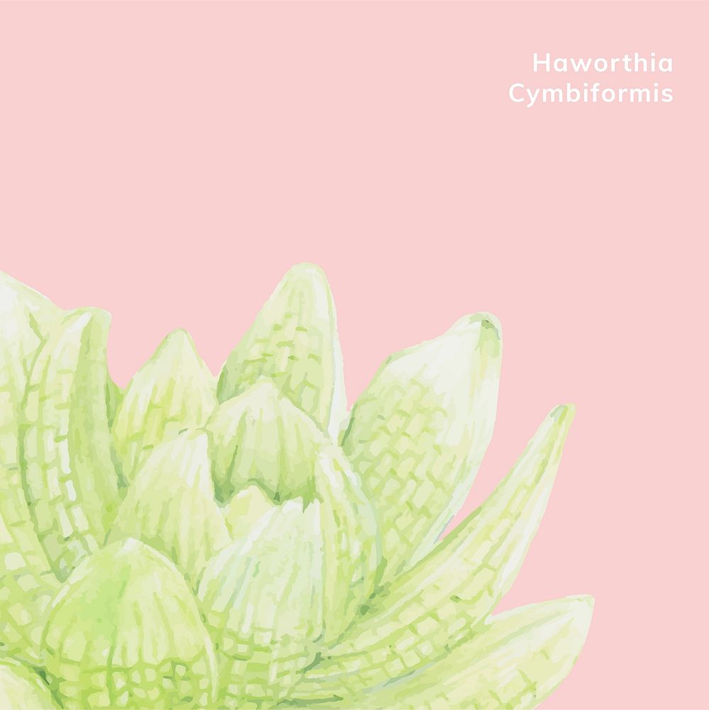Hand drawn haworthia cymbiformis succulent