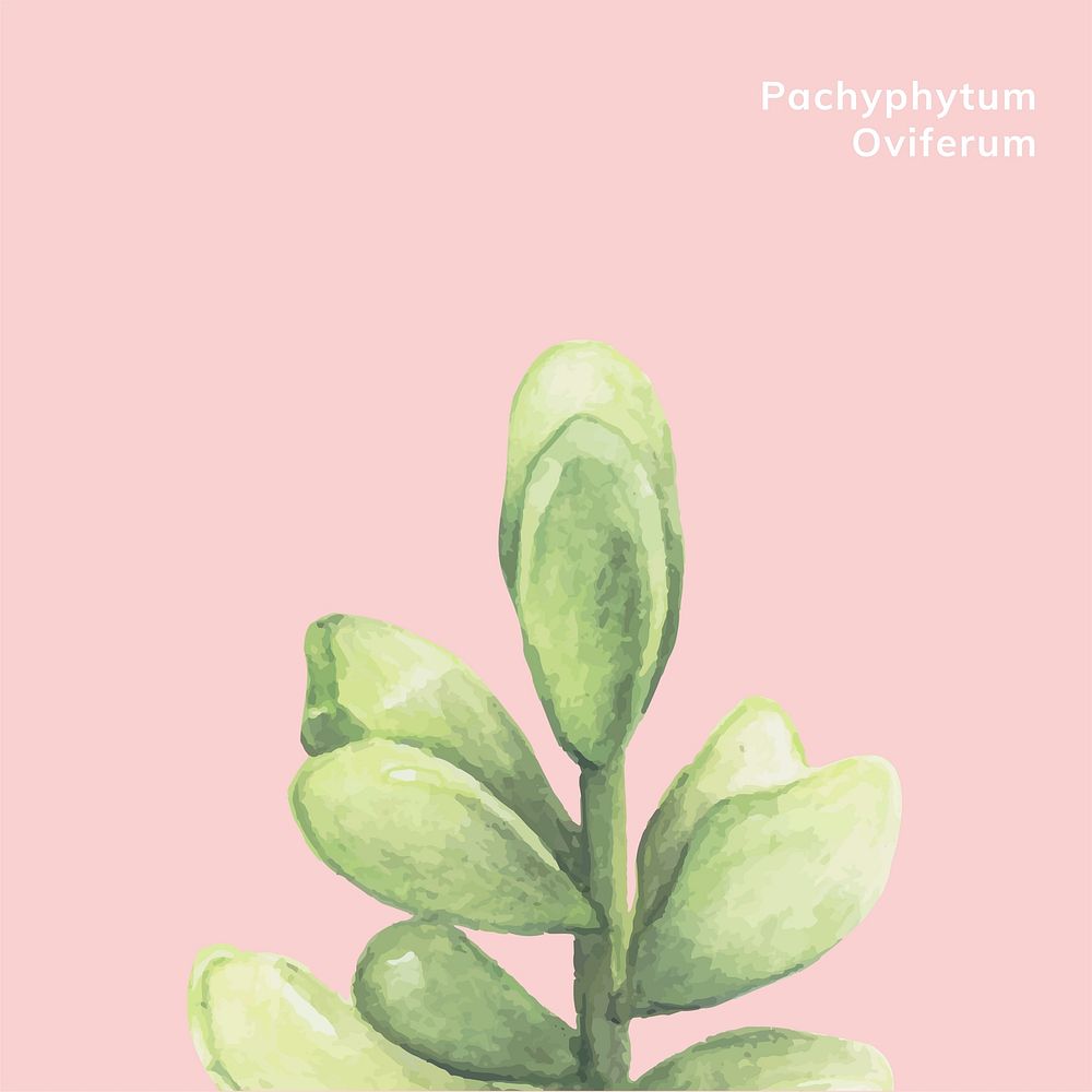 Hand drawn pachyphytum oviferum succulent