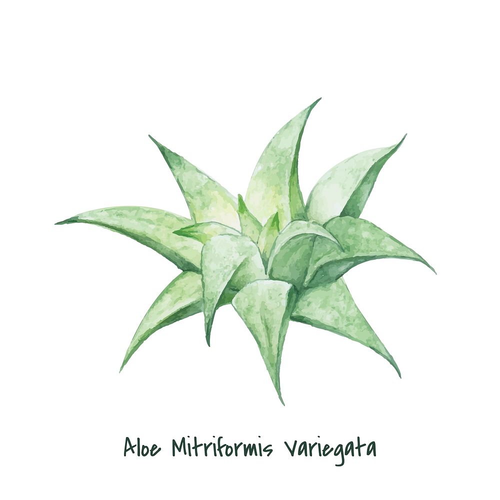 Hand drawn aloe mitriformis variegata