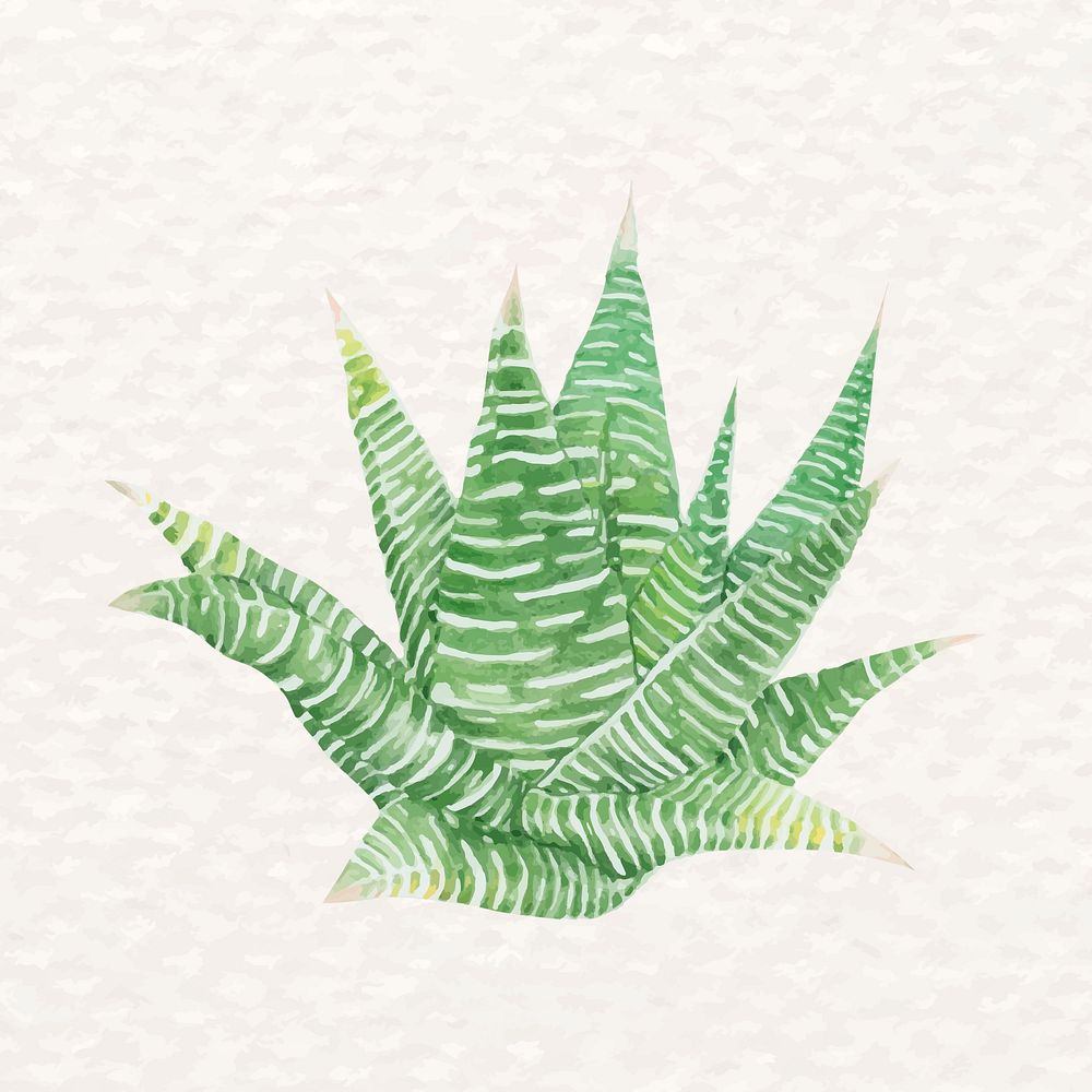 Succulent fairy washboard psd watercolor Haworthia limifolia 