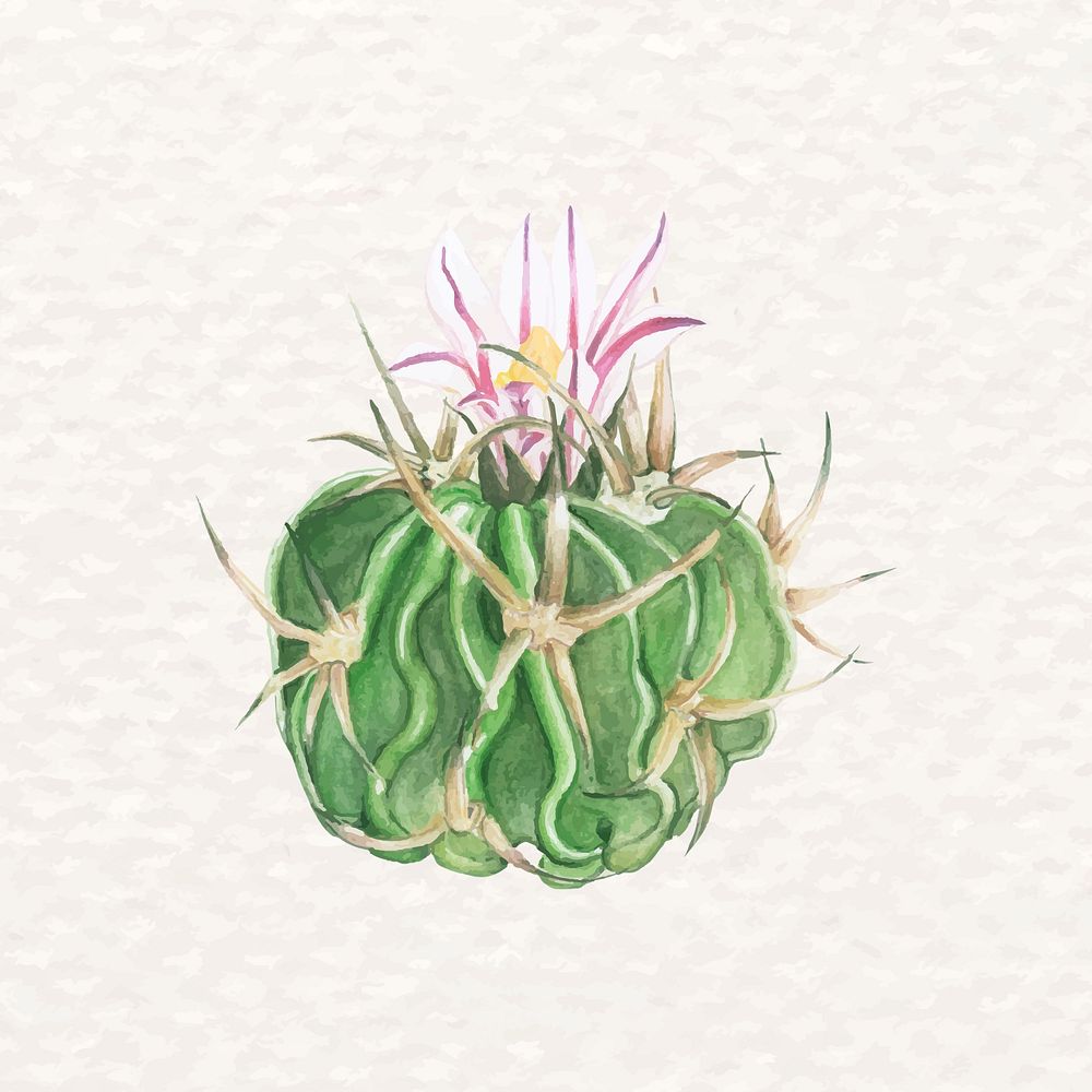 Watercolor desert cactus psd Echinofossulocactus hookeri 