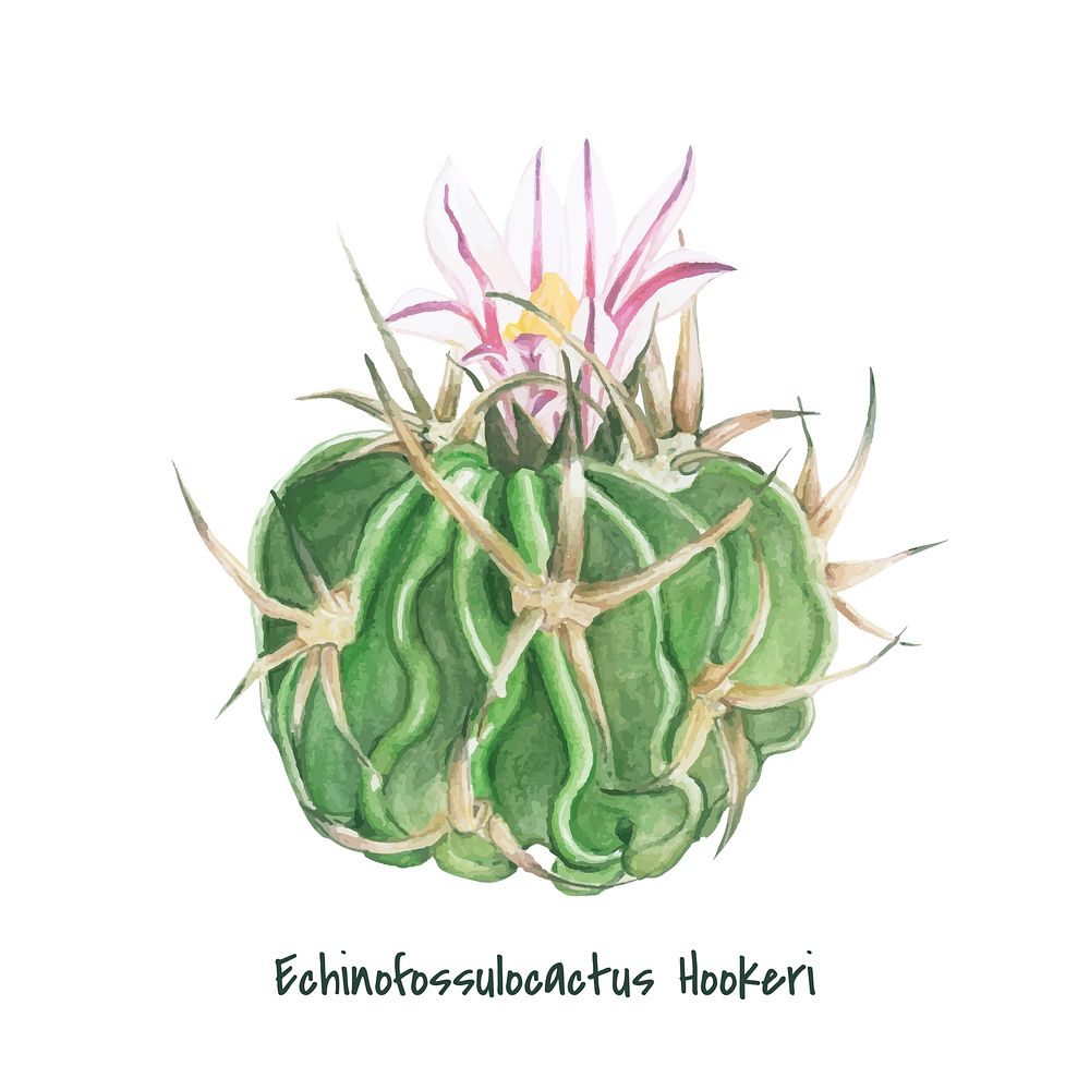 Hand drawn echinofossulocactus hookeri cactus