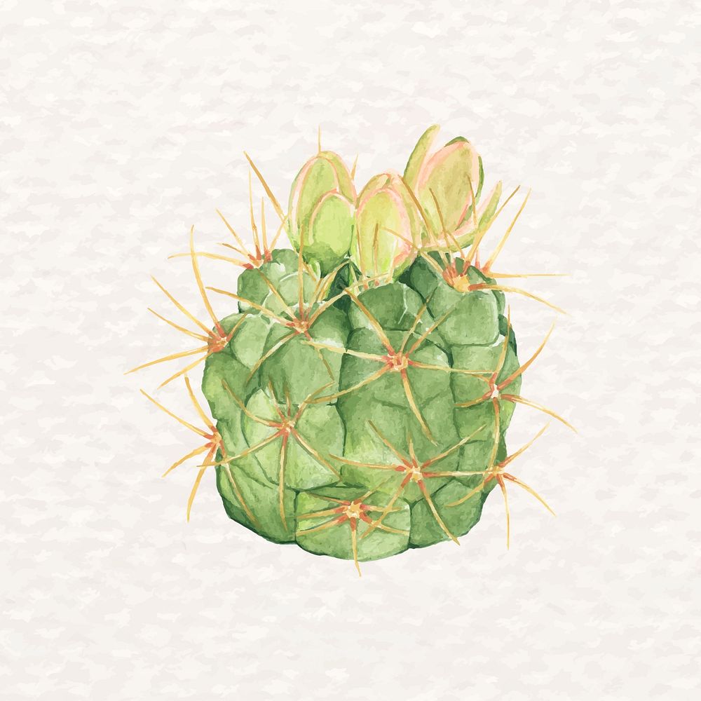 Watercolor desert cactus psd Gymnocalycium neuhuberi