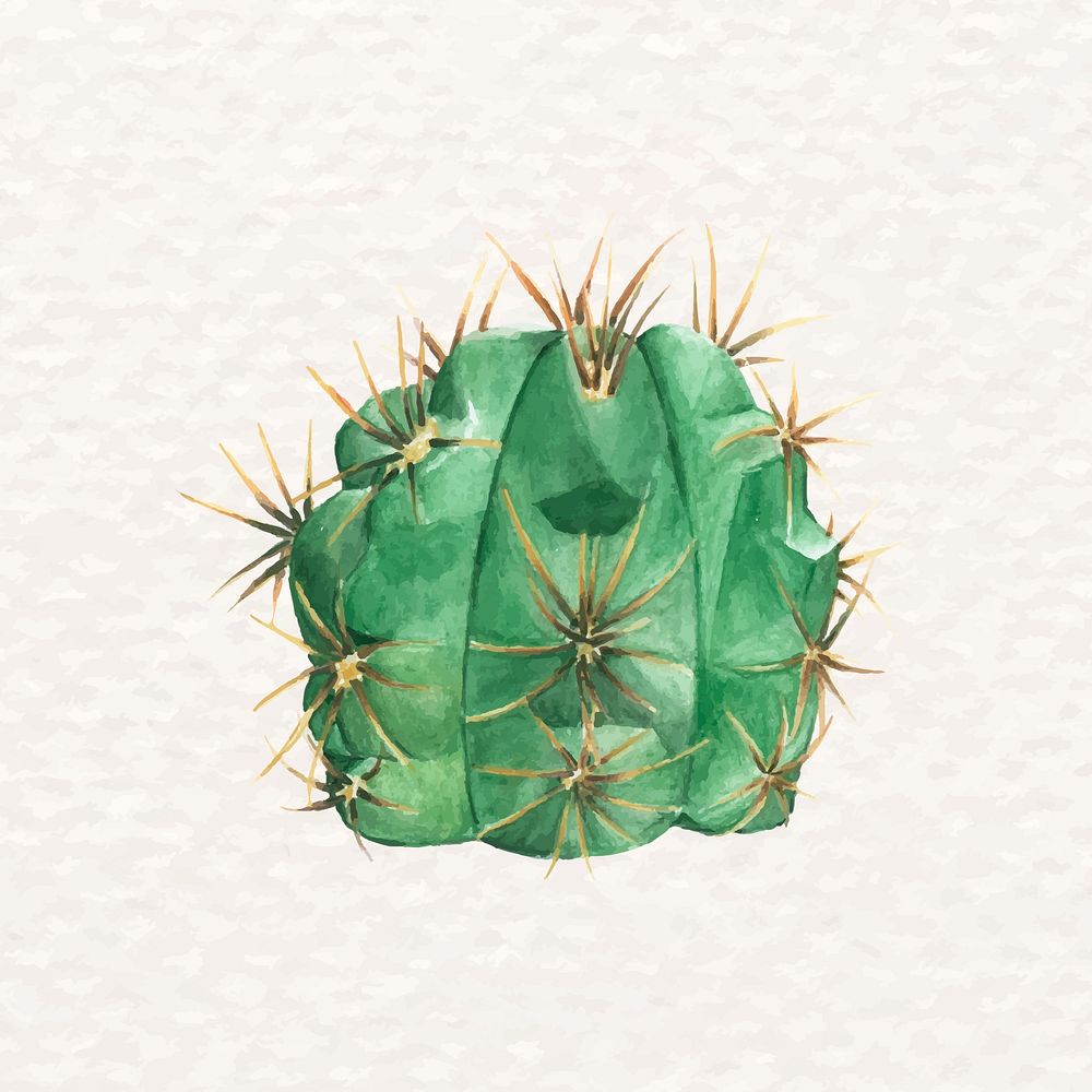 Desert cactus psd watercolor Gymnocalycium monvillei