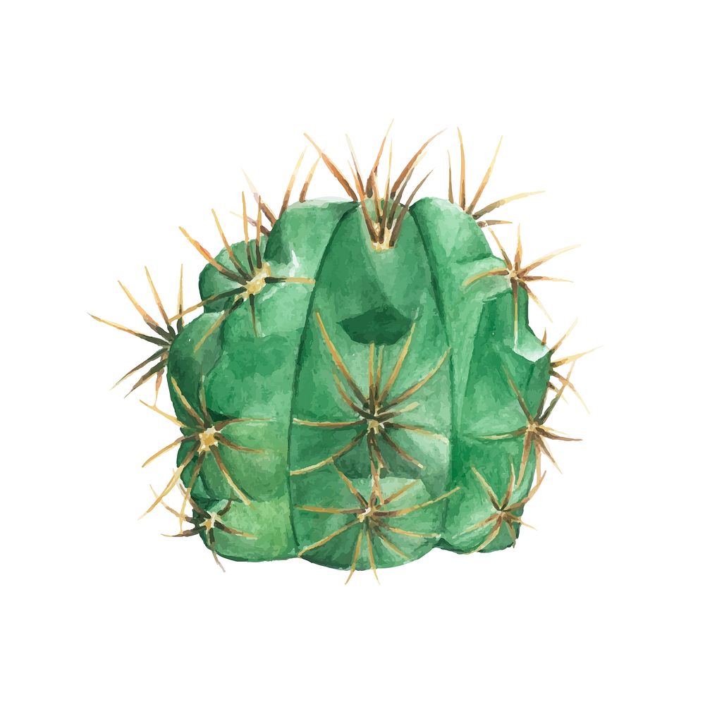 Hand drawn gymnocalycium monvillei cactus