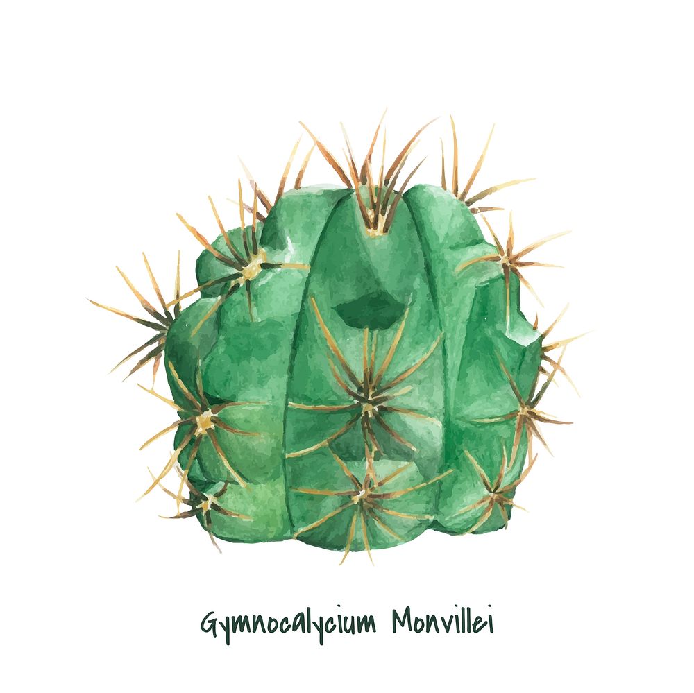 Hand drawn gymnocalycium monvillei cactus
