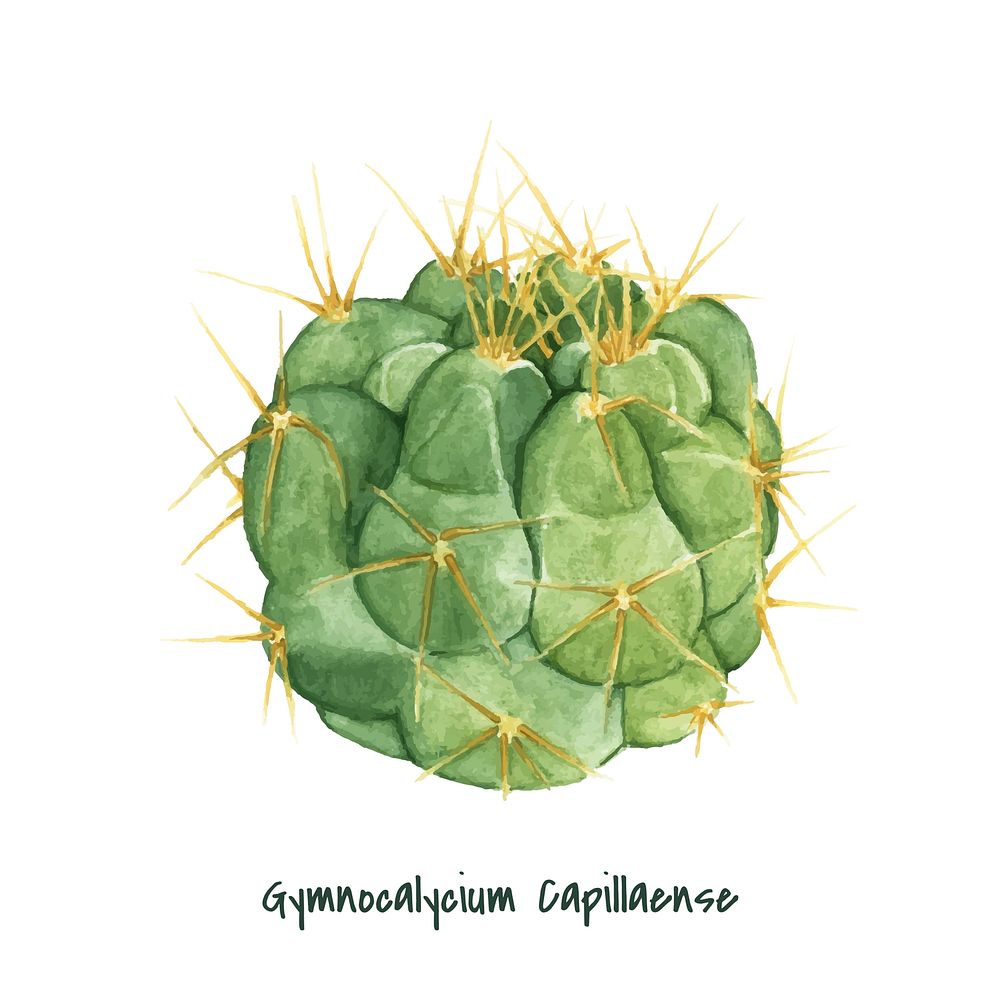Hand drawn gymnocalycium capillaense cactus