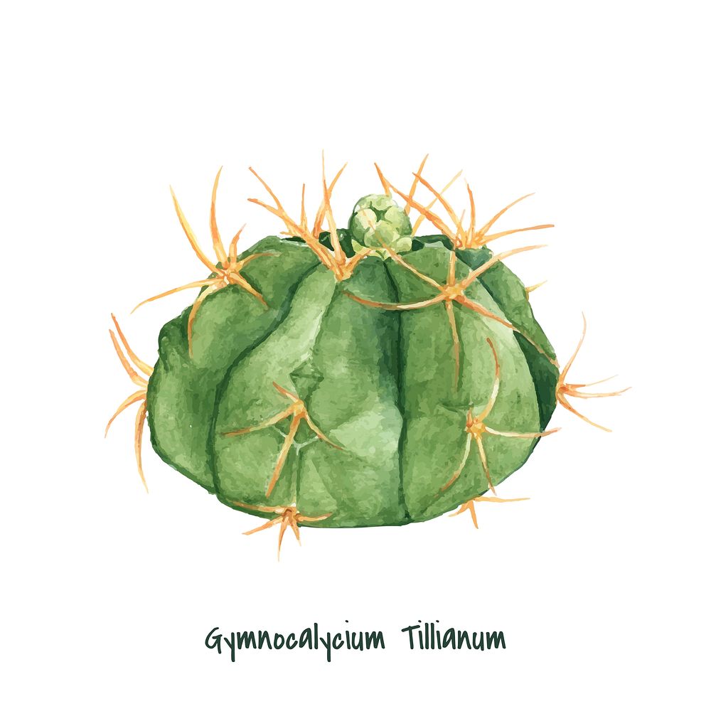 Hand drawn gymnocalycium tillianum cactus