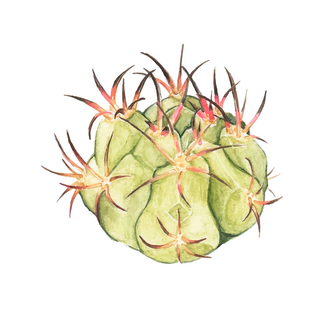 Hand drawn gymnocalycium spegazzinii cactus