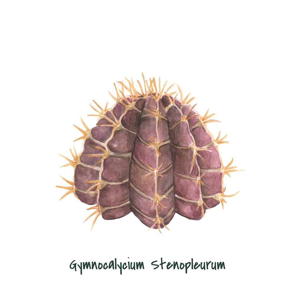 Hand drawn gymnocalycium stenopleurum cactus