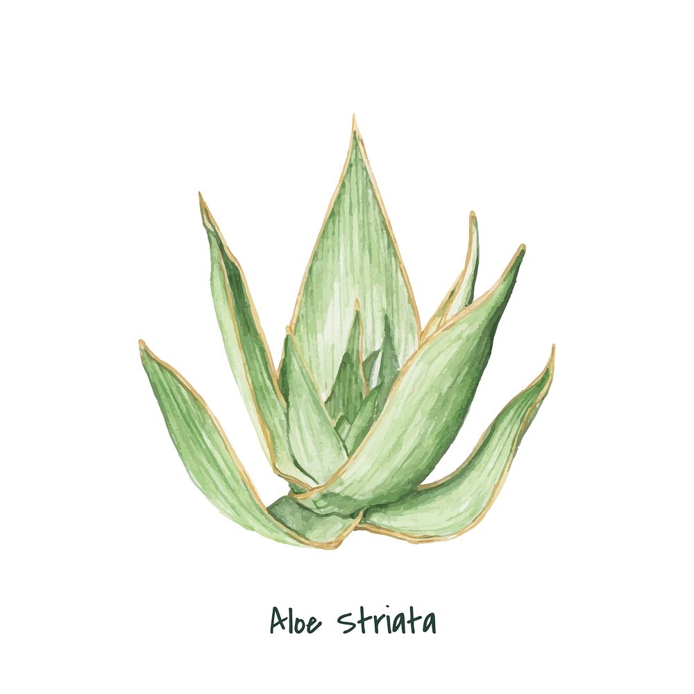 Hand drawn aloe striata plant