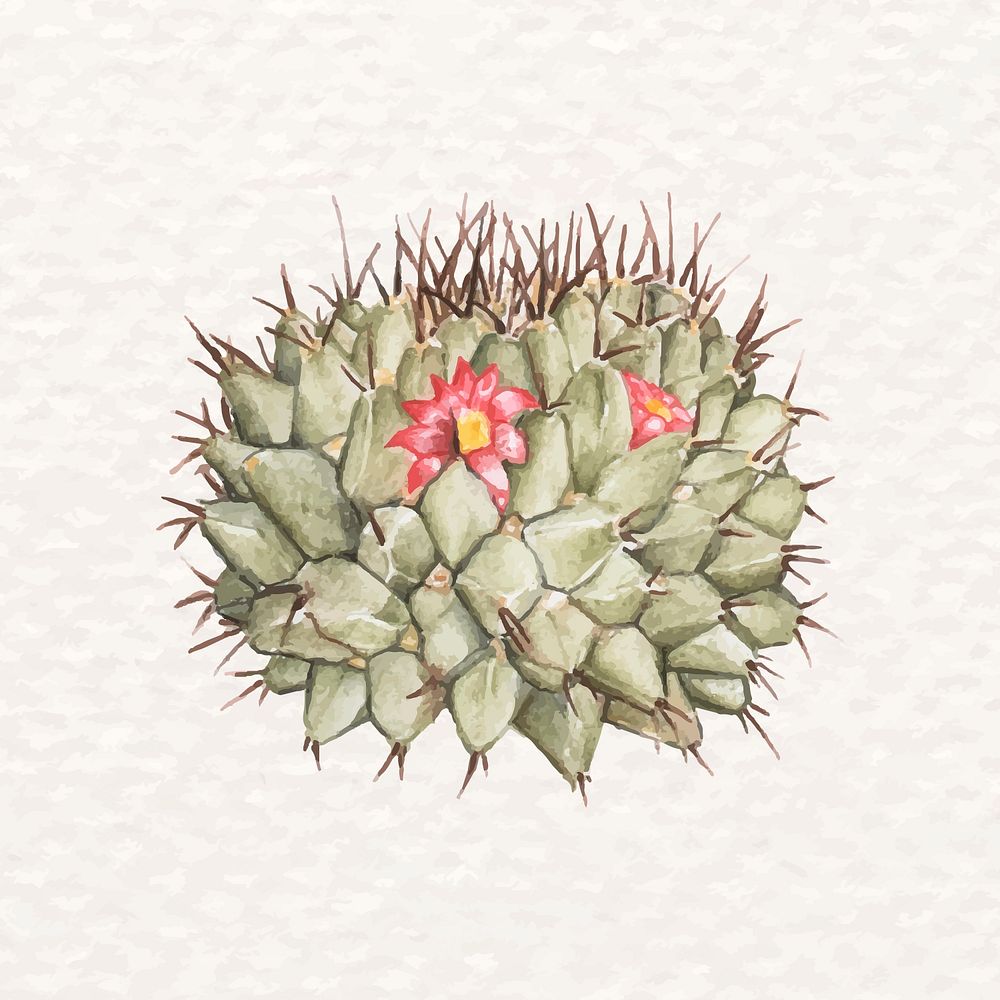 Psd desert plant watercolor pincushion cactus