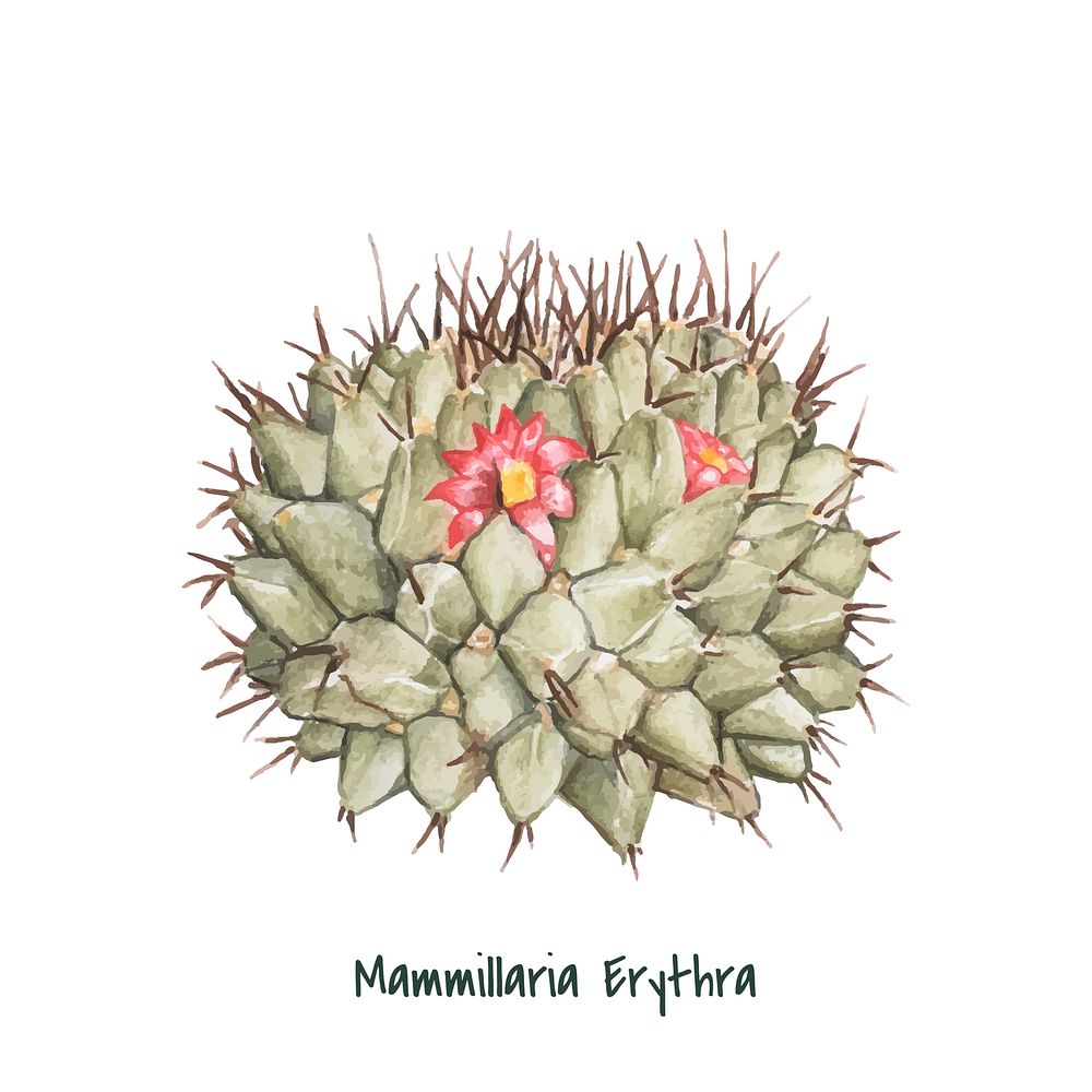 Hand drawn mammillaria erythra pincushion cactus