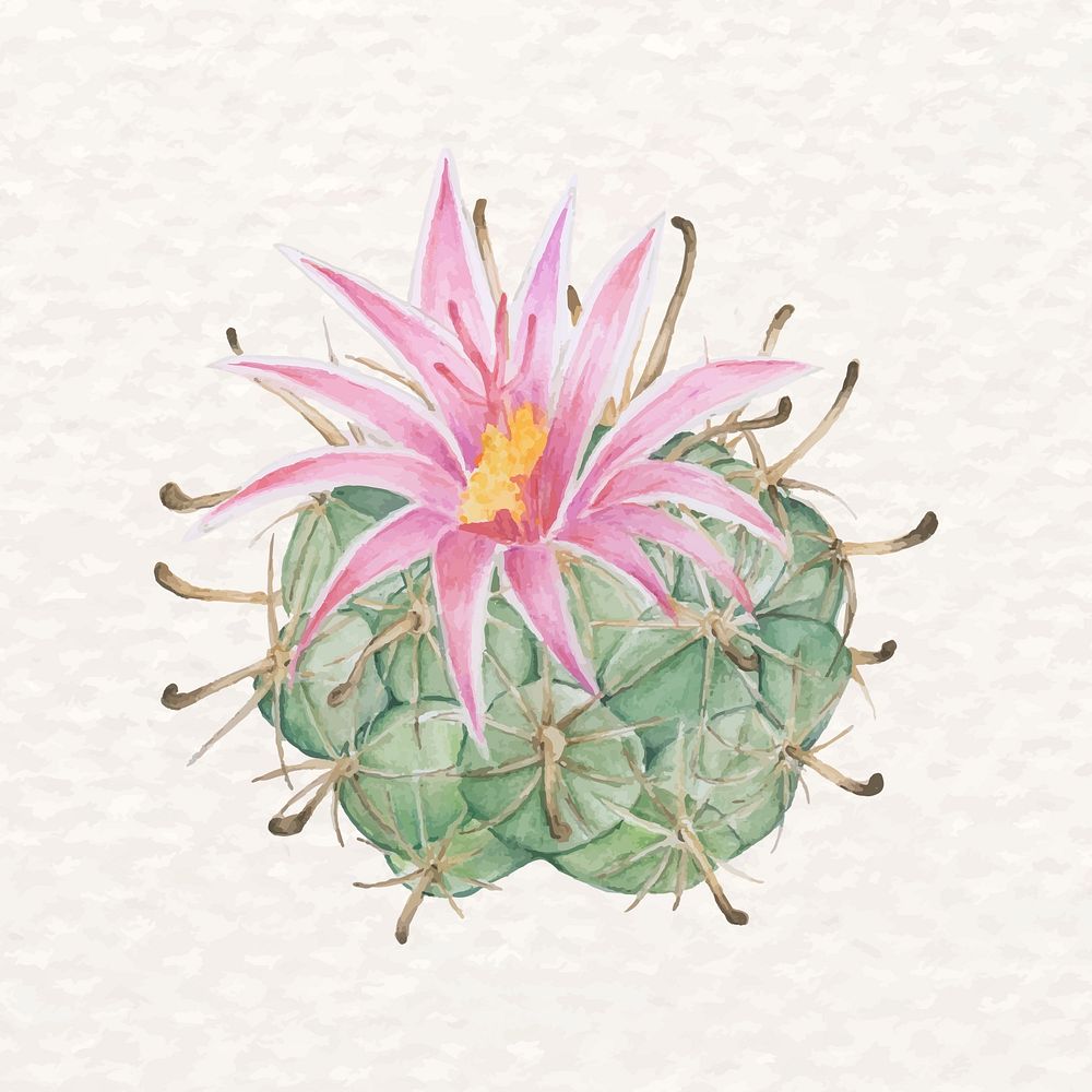 Watercolor pincushion cactus psd watercolor Mammillaria 