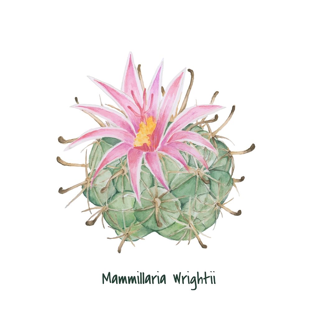 Hand drawn mammillaria wrightii pincushion cactus