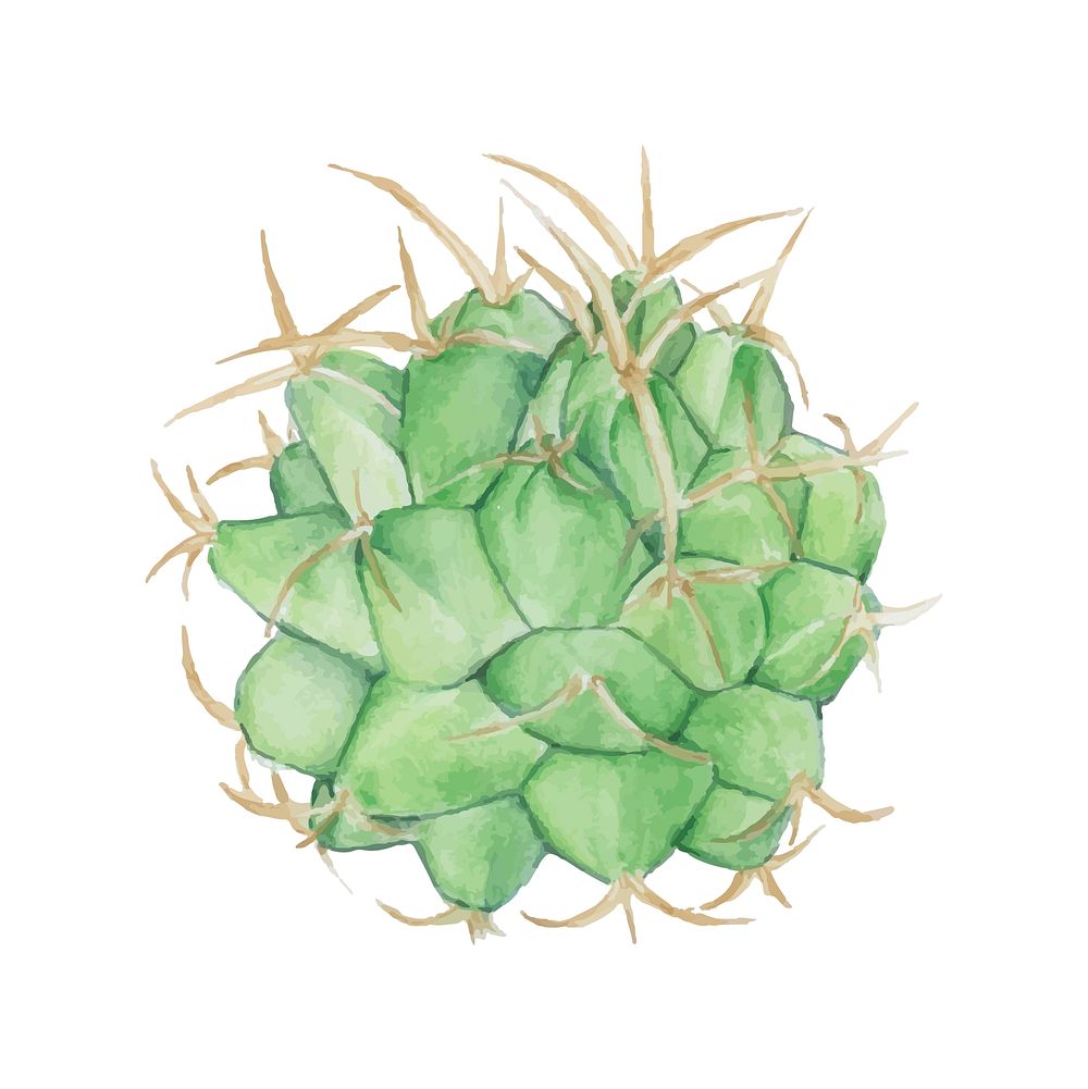 Hand drawn mexican aloe  cactus