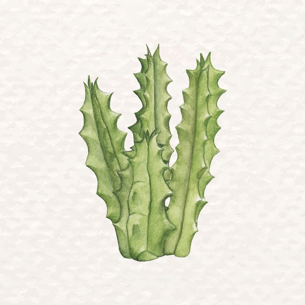 Desert succulent psd watercolor Curio repens