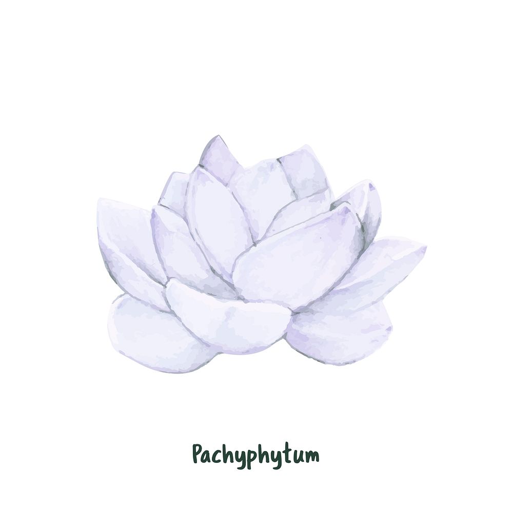 Hand drawn pachyphytum succulent isolated