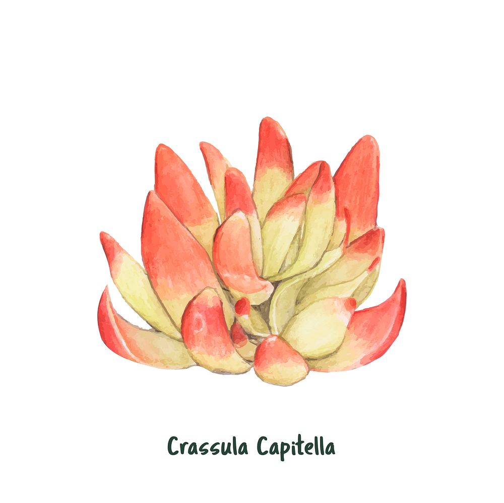 Hand drawn crassula capitella succulent
