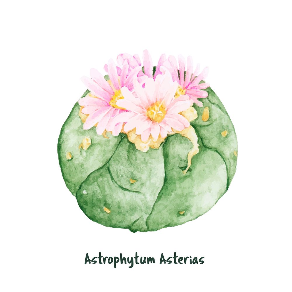 Hand drawn astrophytum asterias sand dollar cactus
