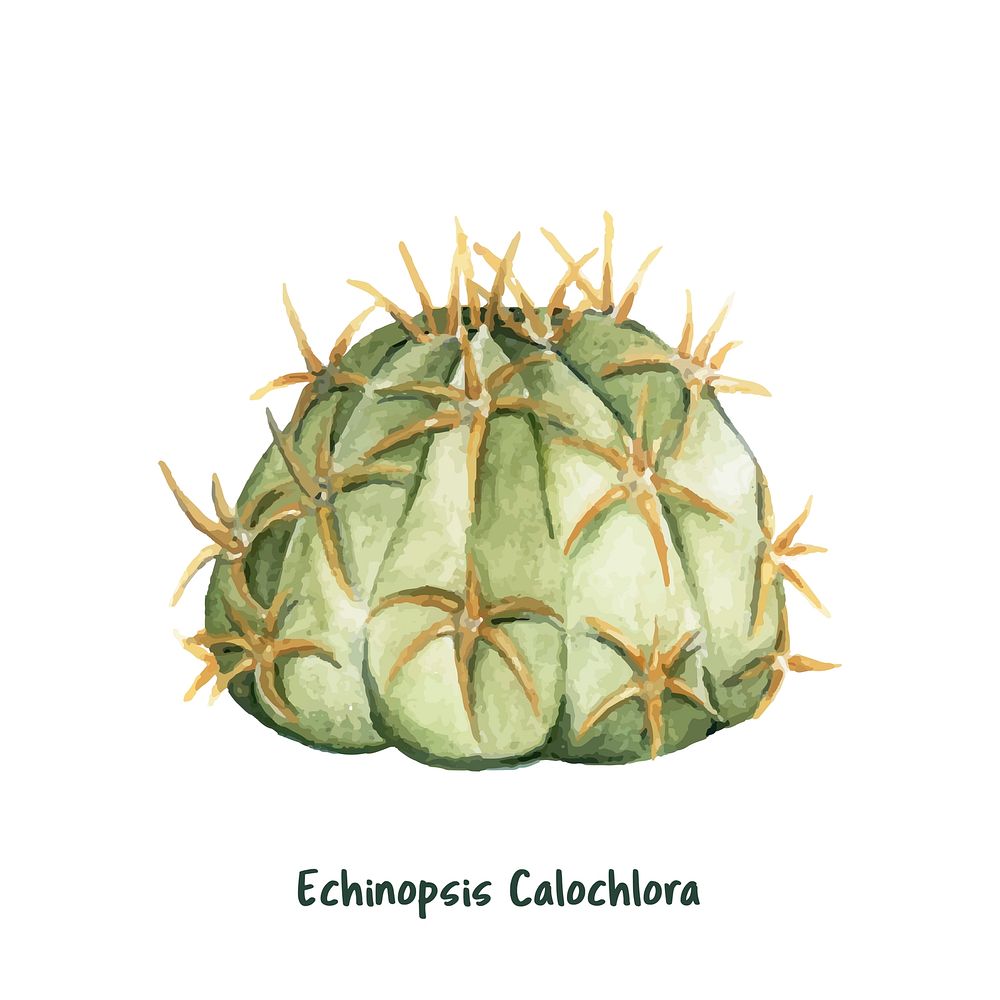 Hand drawn echinopsis calochlora cactus