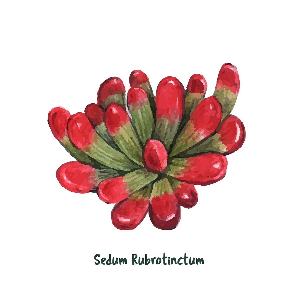 Hand drawn Sedum rubrotinctum succulent
