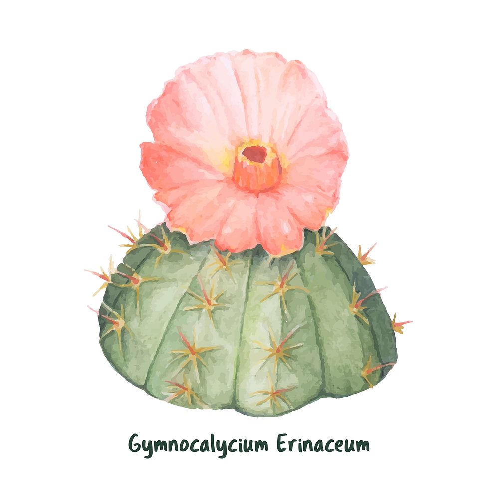 Hand drawn gymnocalycium erinaceum chin cactus