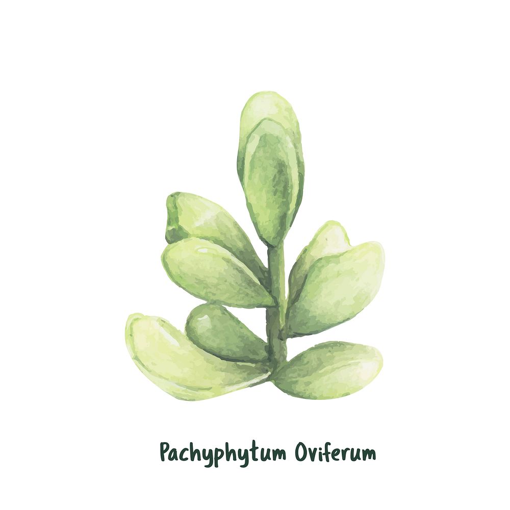 Hand drawn pachyphytum oviferum succulent