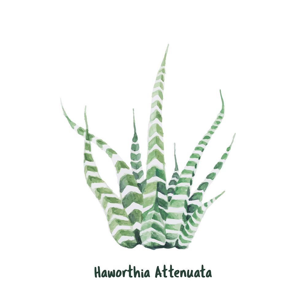 Hand drawn haworthia attenuata zebra Plant
