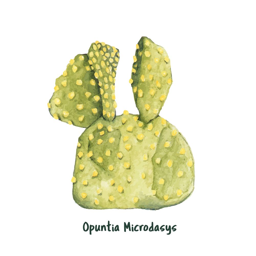 Hand drawn opuntia microdasys bunny ears cactus