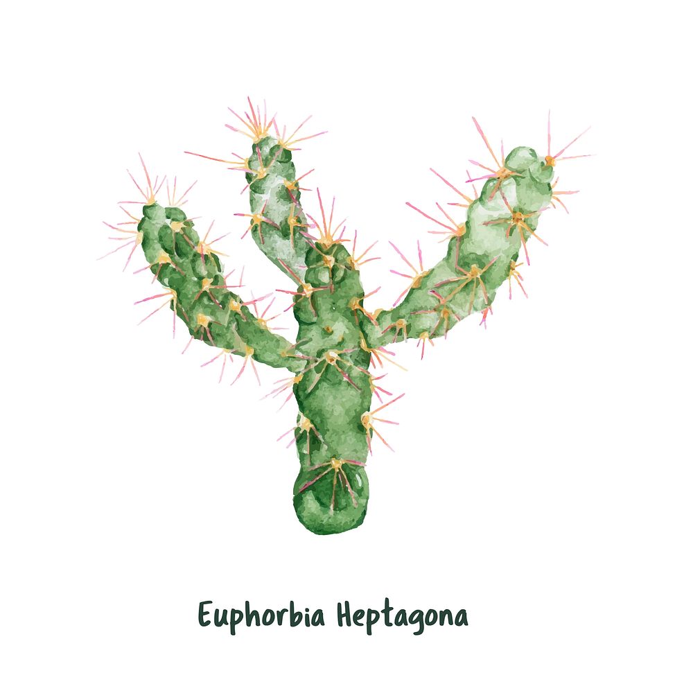 Hand drawn euphorbia heptagona cactus