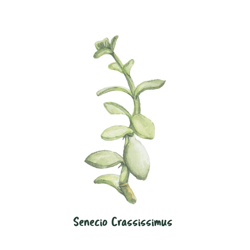 Hand drawn senecio crassissimus humbert succulent