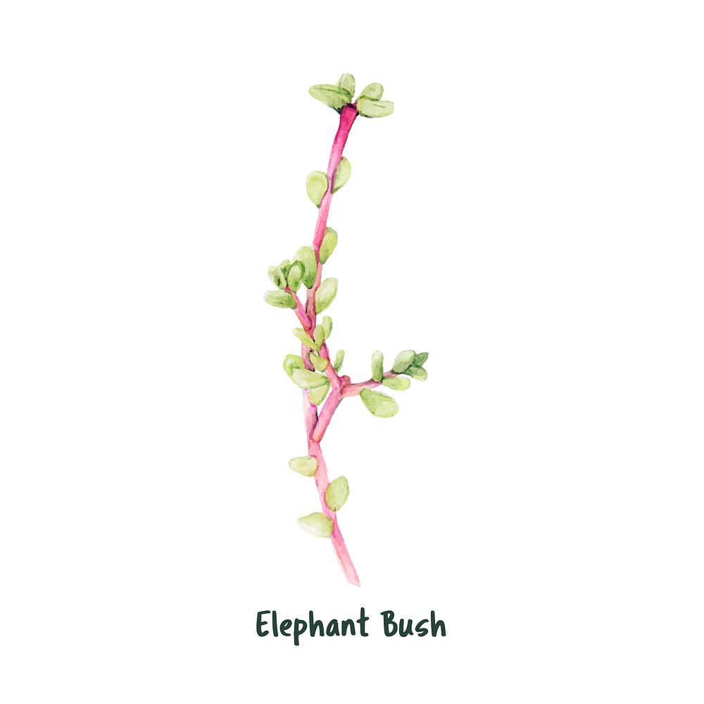 Hand drawn elephant bush succulent