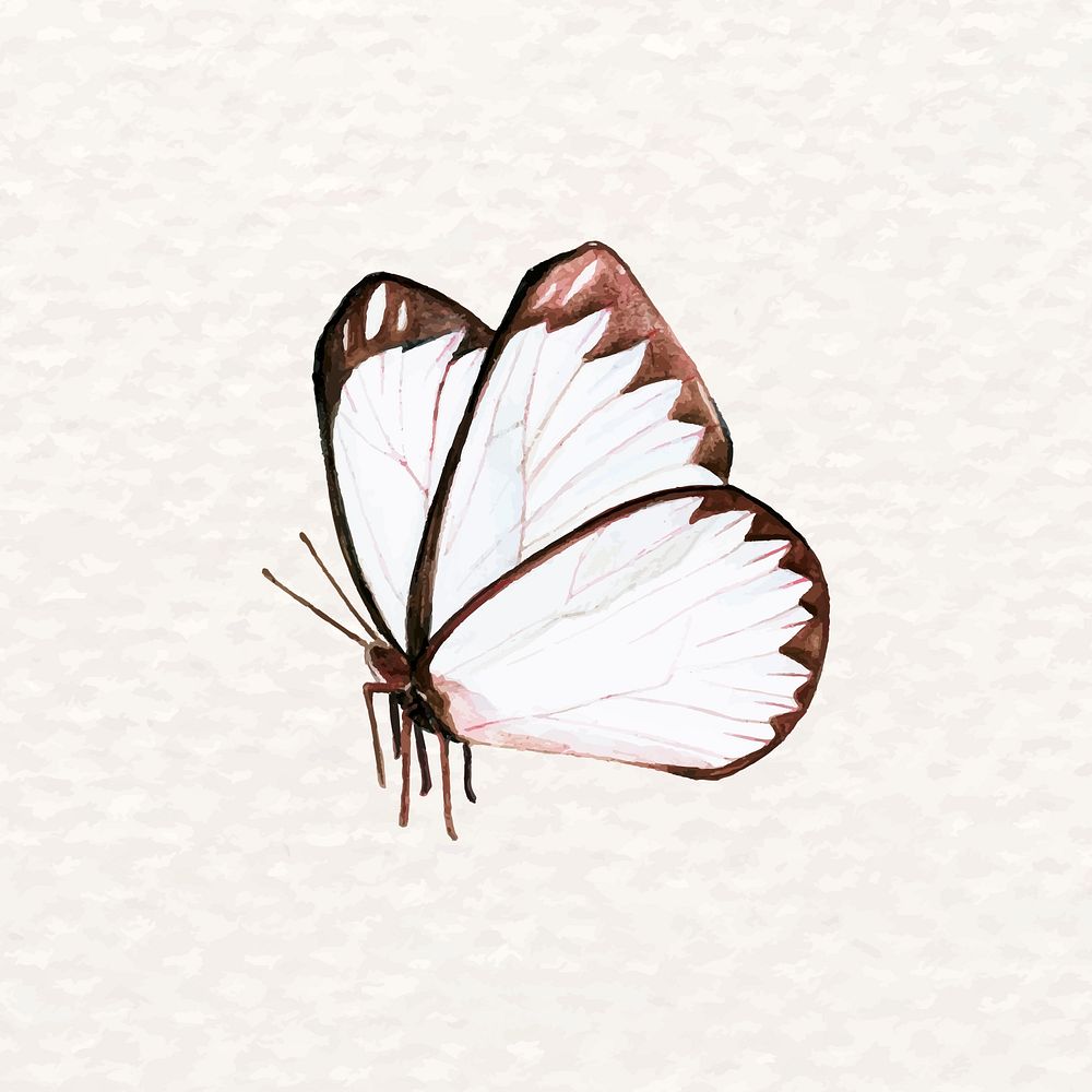 Beautiful white butterfly psd in watercolor